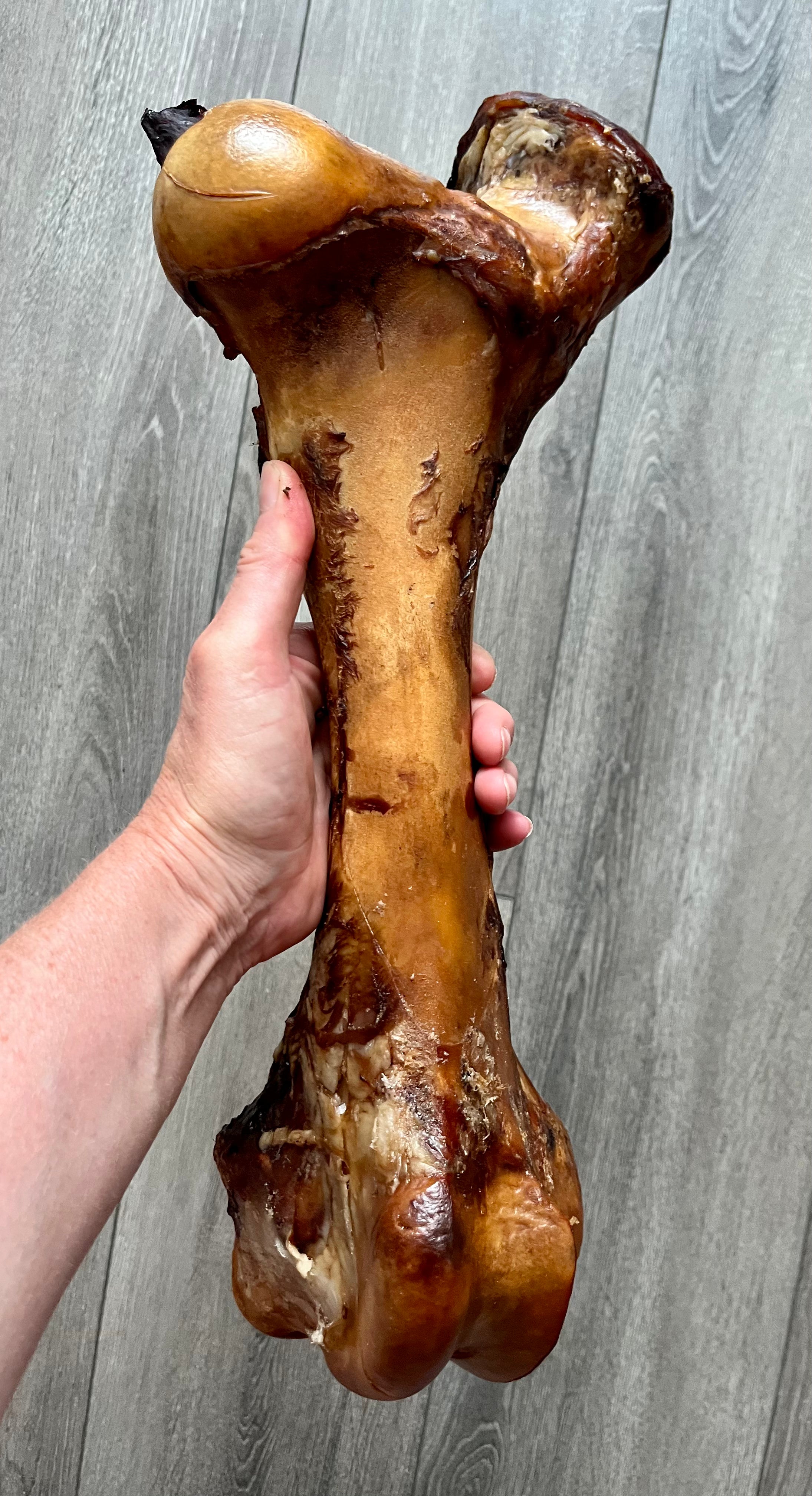 Smoked Dino Bone 18"